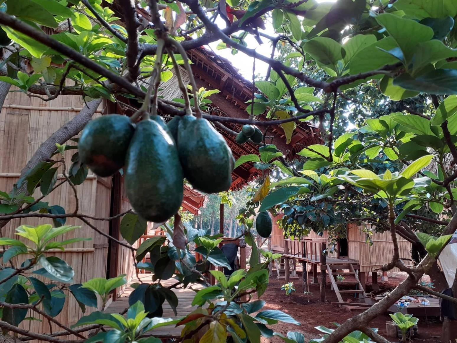 Tribal Village Homestay & Trekking Banlung Esterno foto